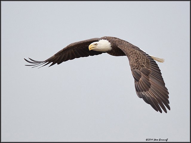 _1SB7803 american bald eagle.jpg